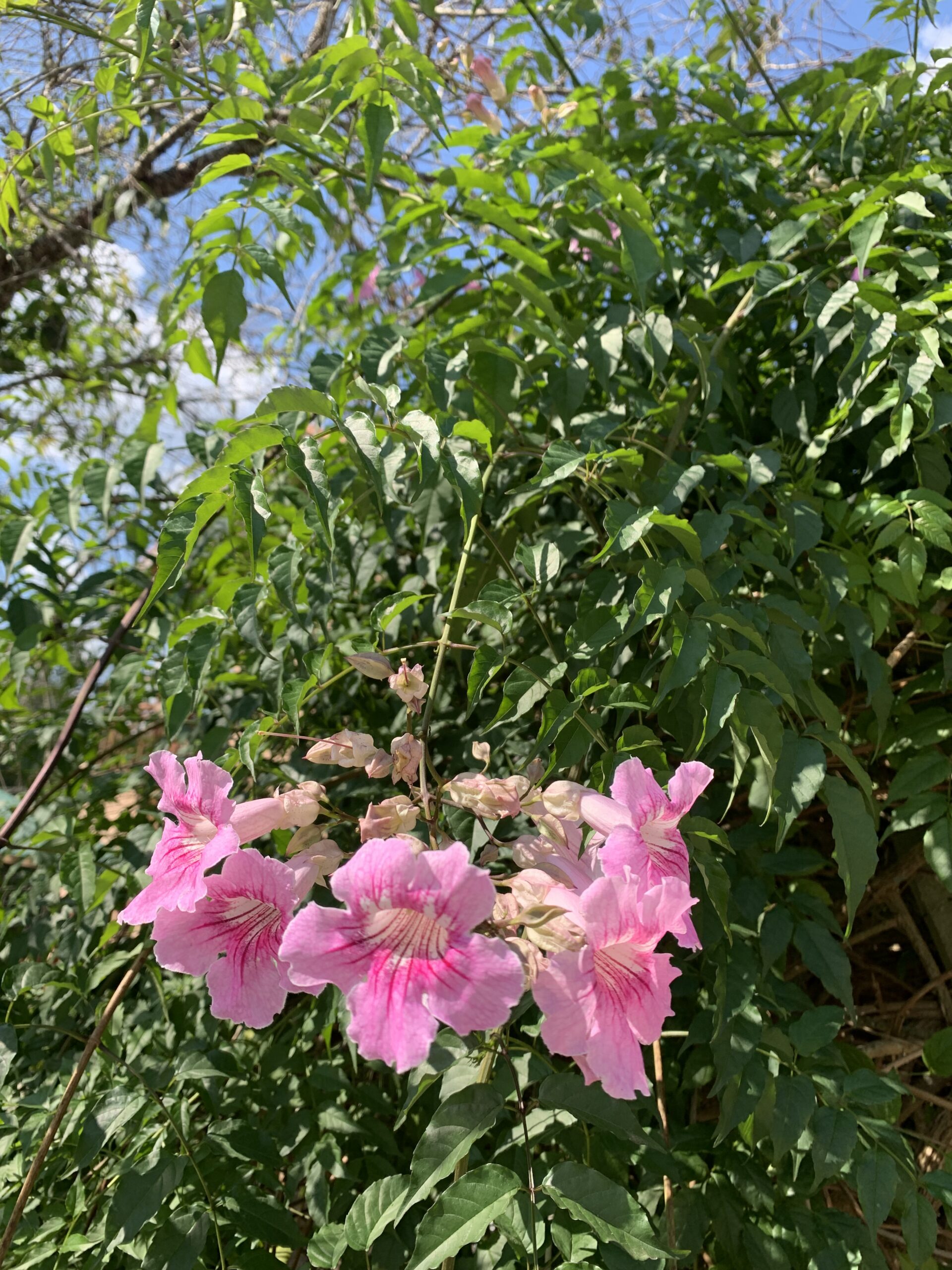 Imagem do depoimento