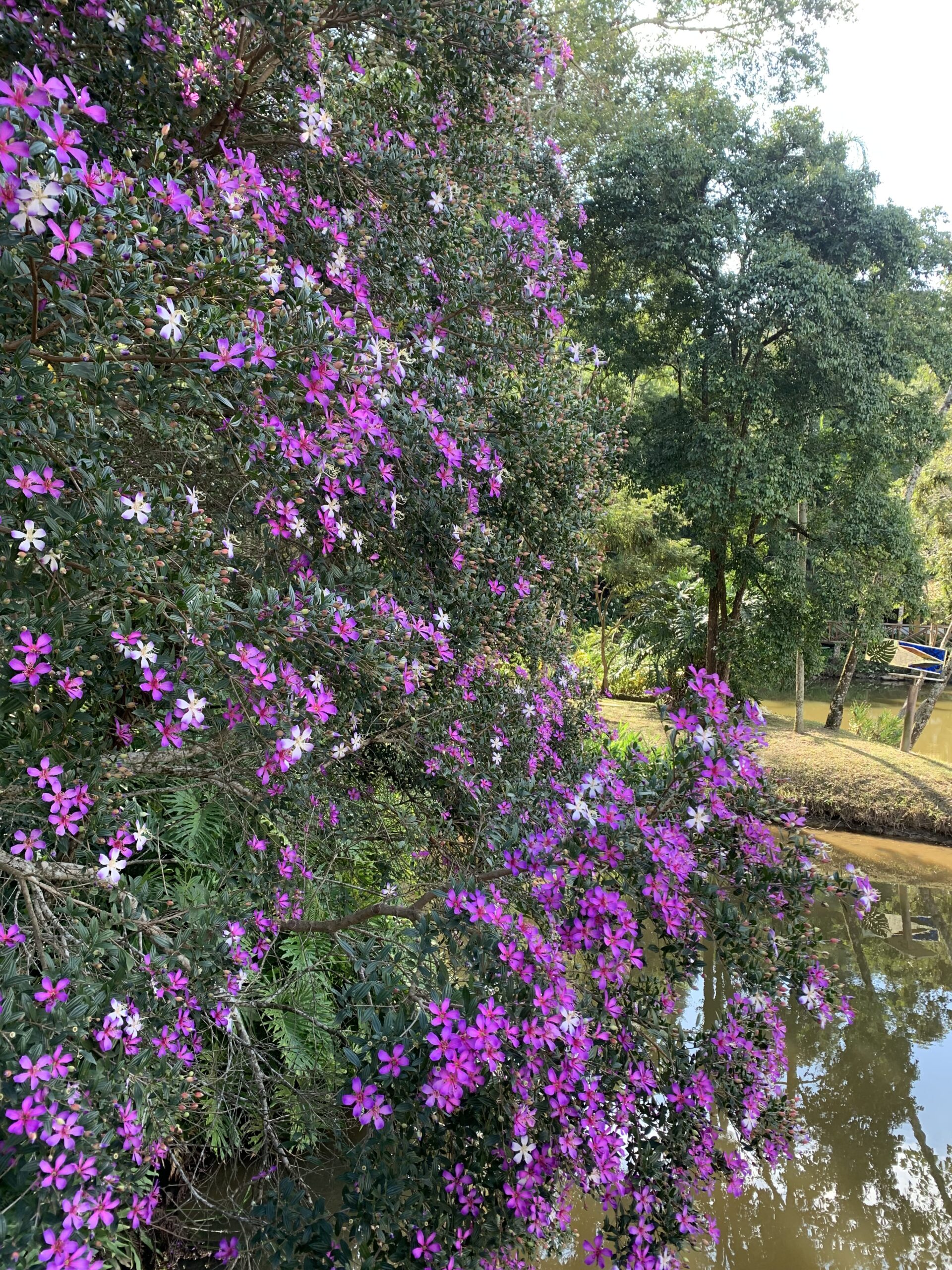 Flores brancas iluminadas pela luz natural simbolizando cura interior, bem-estar, harmonia e paz